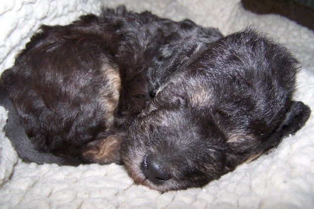 Arc-en-ciel Arlequin 06.02 (18).JPG